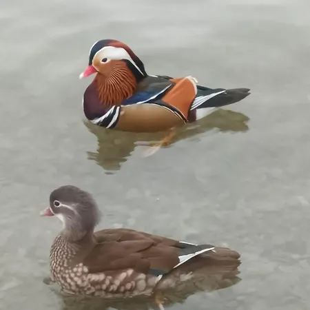 Lindisfarne In 아파트 윈더미어