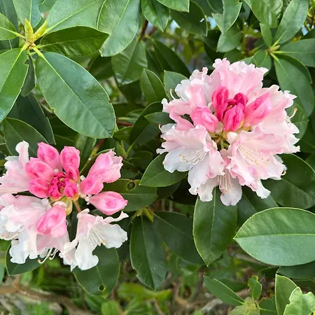 Lindisfarne In * 윈더미어